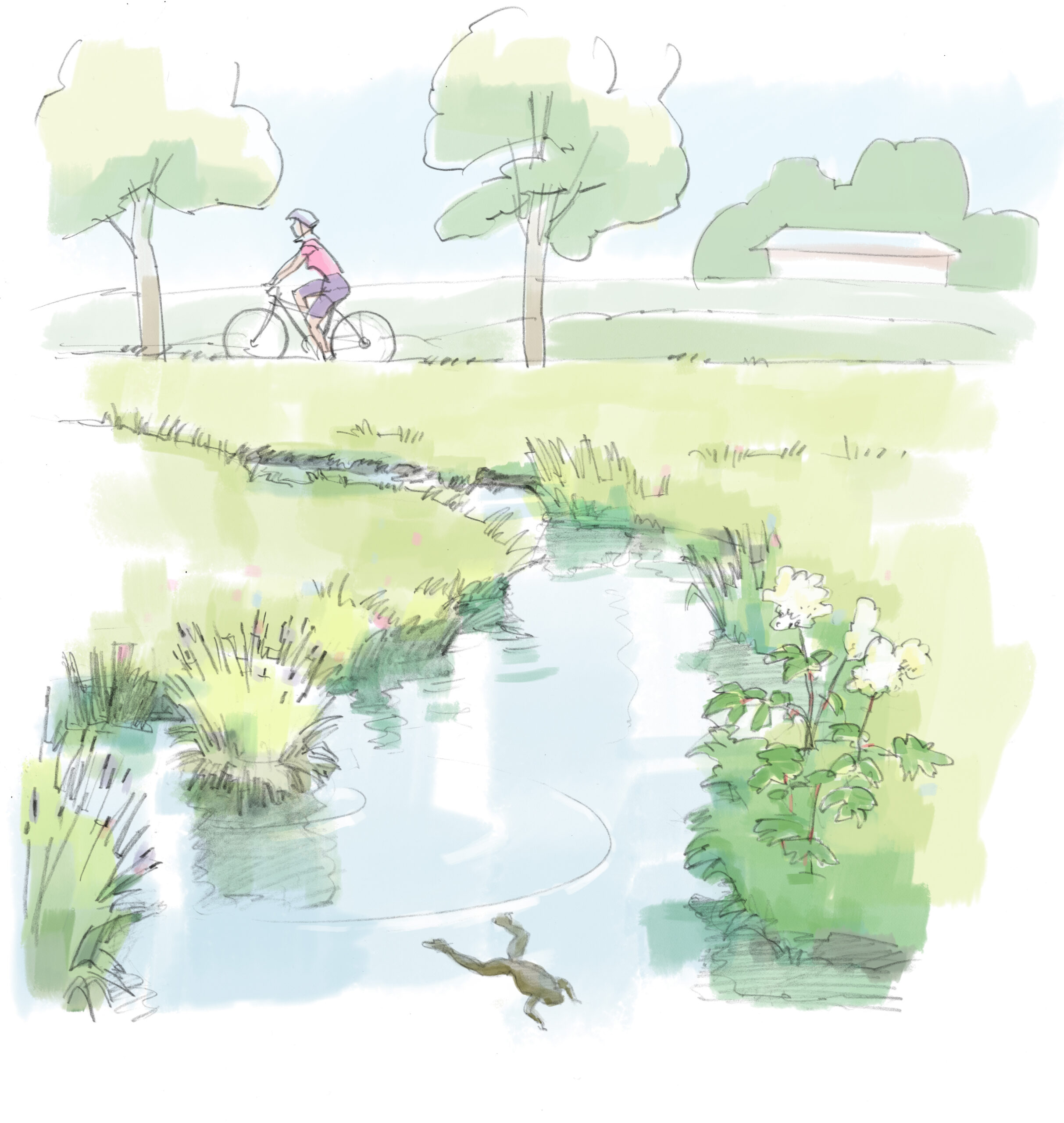 Illustration Chrebsschüsselibach mit Velofahrerin, Frosch und Begrünung