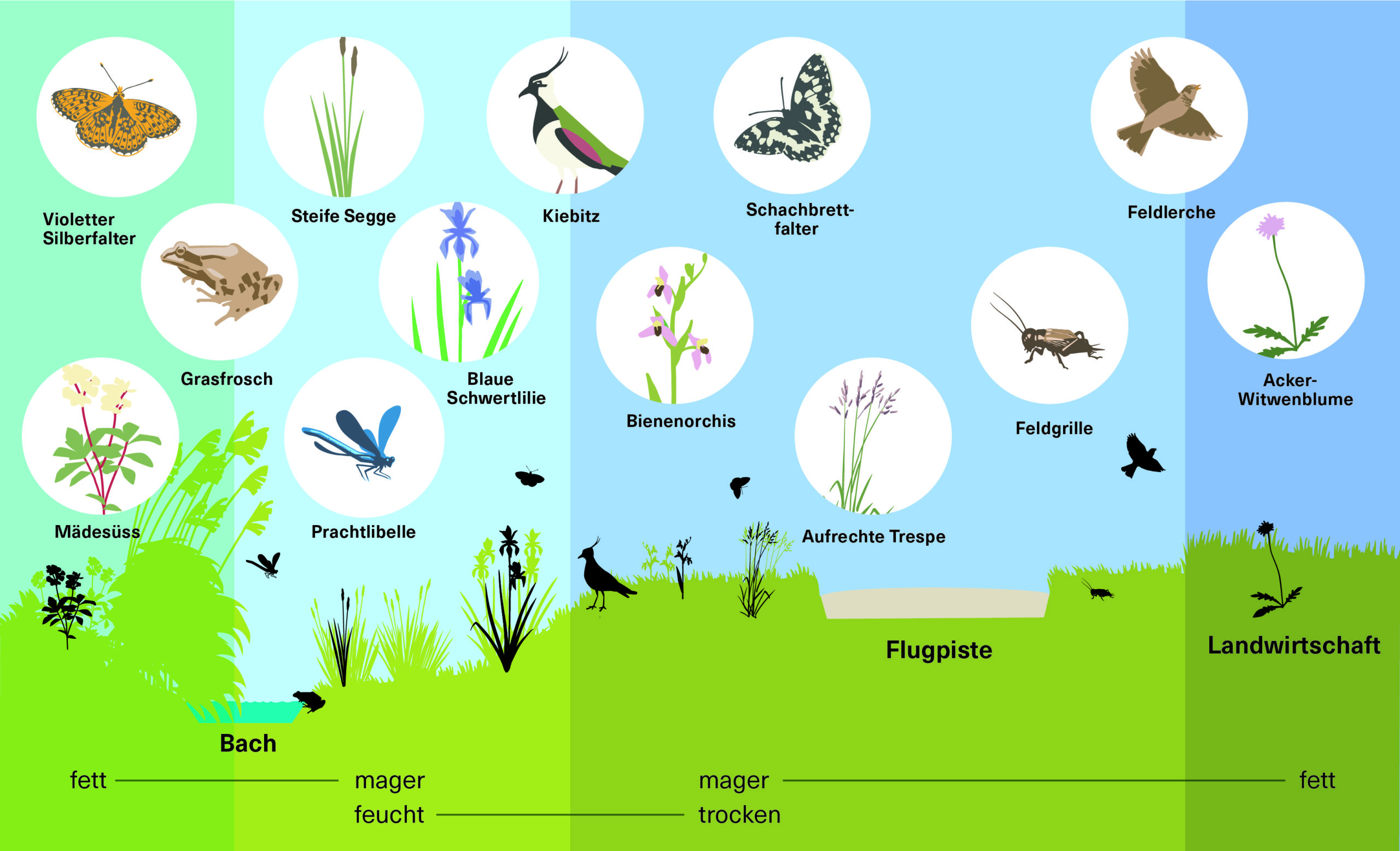 Infografik Flora und Fauna Wiesenbach